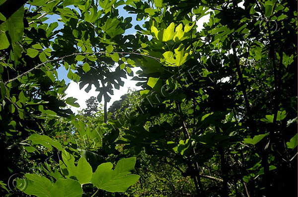 Πάρος Κοιλάδα με τις Πεταλούδες Φωτογραφίες