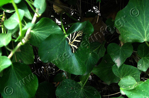 Πάρος Κοιλάδα με τις Πεταλούδες Φωτογραφίες