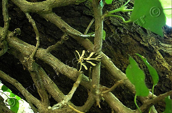 Πάρος Κοιλάδα με τις Πεταλούδες Φωτογραφίες