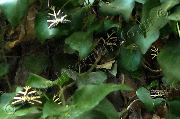 Πάρος Κοιλάδα με τις Πεταλούδες Φωτογραφίες