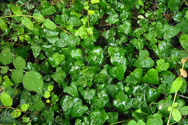 Πάρος Κοιλάδα με τις Πεταλούδες Φωτογραφίες