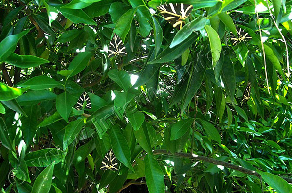 Πάρος Κοιλάδα με τις Πεταλούδες Φωτογραφίες